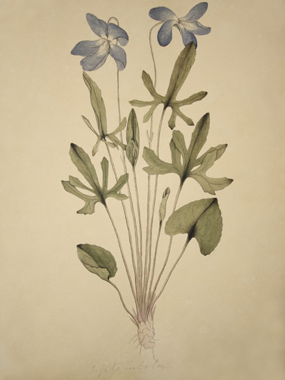 Viola_05